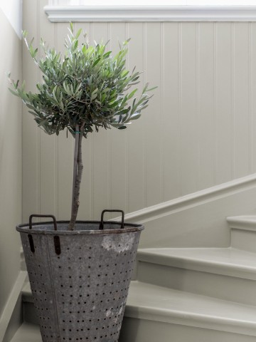 En gråmålad trappa med ett olivträd på ett av trappstegen