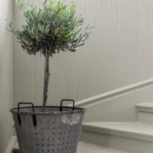 En gråmålad trappa med ett olivträd på ett av trappstegen